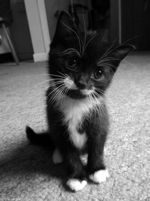 a small tuxedo kitten looking curious